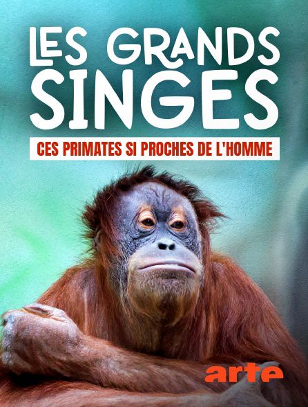 Les grands singes : ces primates si proches de l'Homme - Documentaire (2021)